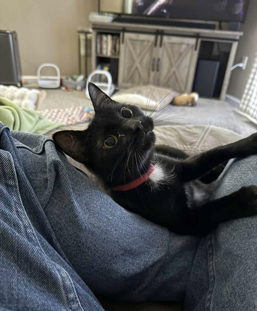 Enlarge Coraline, a Adoptable Domestic Short Hair in Harpers Ferry, WV image 4/6