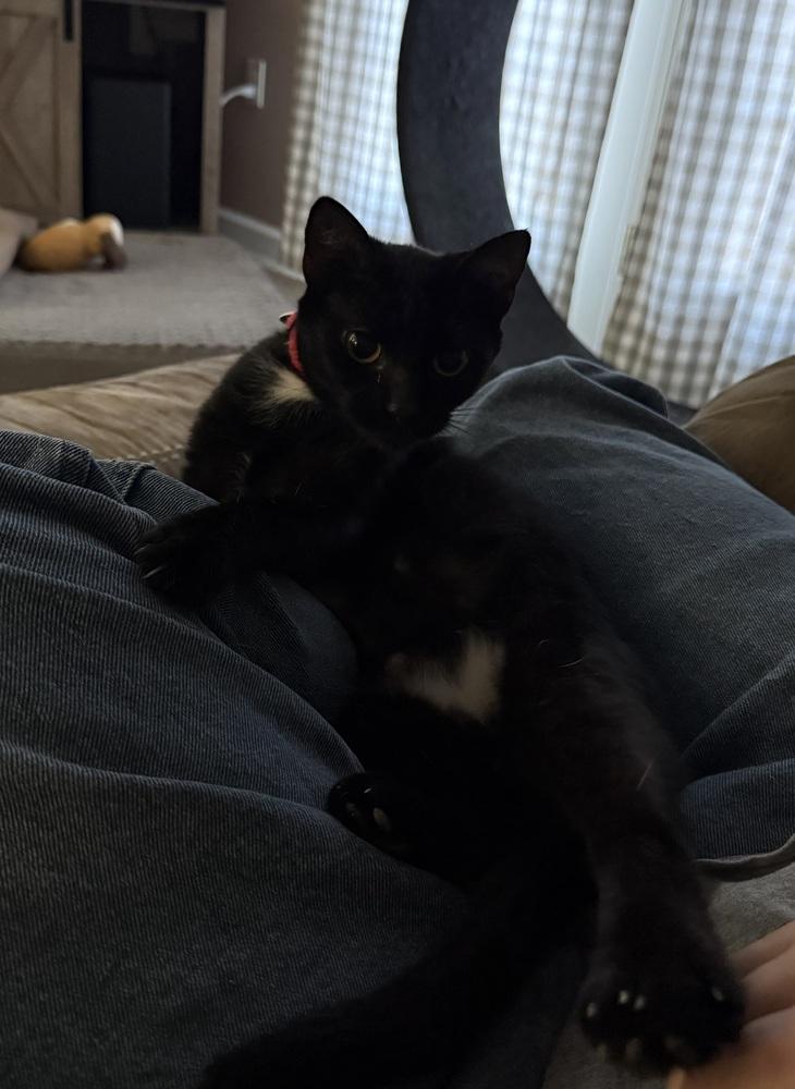 Enlarge Coraline, a Adoptable Domestic Short Hair in Harpers Ferry, WV image 6/6