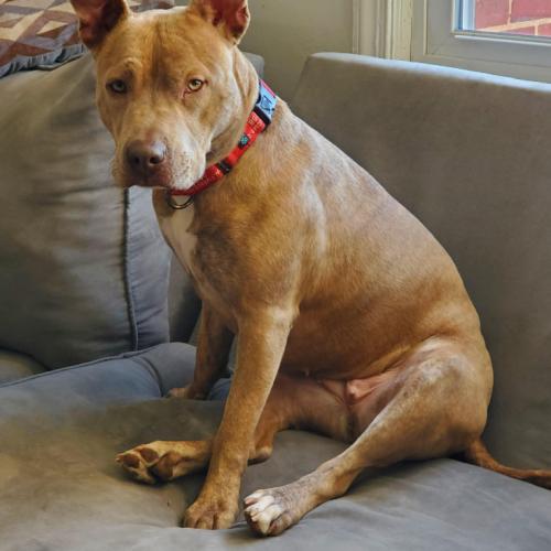 Vela, Adoptable, Young Female Boxer & Mixed Breed.