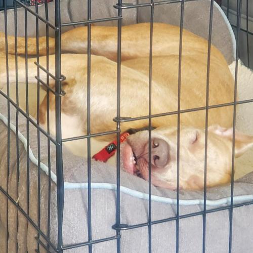 Enlarge Vela, a Adoptable mixed breed in Washington DC, DC image 3/5