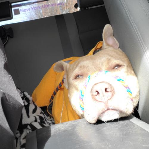 Enlarge Vela, a Adoptable mixed breed in Washington DC, DC image 4/5