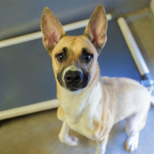 BRANDINE, Adoptable, Adult Female German Shepherd Dog & Mixed Breed.