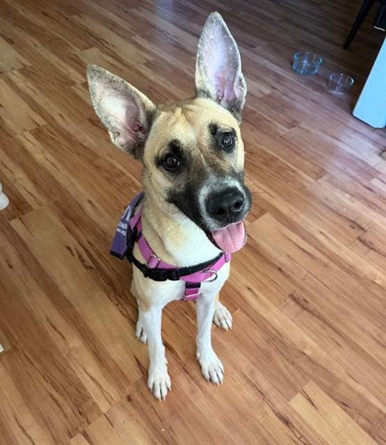 Enlarge BRANDINE, a Adoptable mixed breed in Sacramento, CA image 1/1