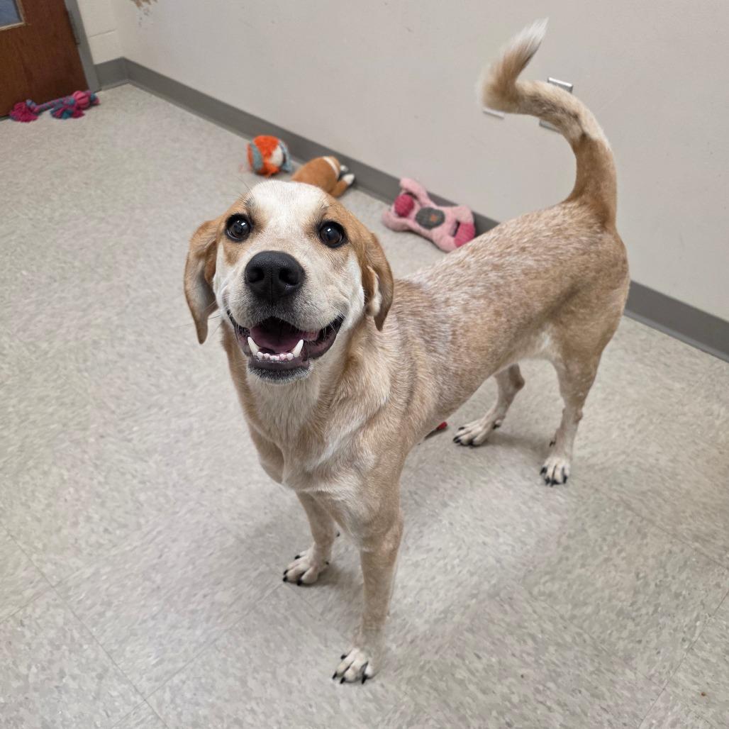 Millie, Adoptable, Adult Female Mixed Breed.