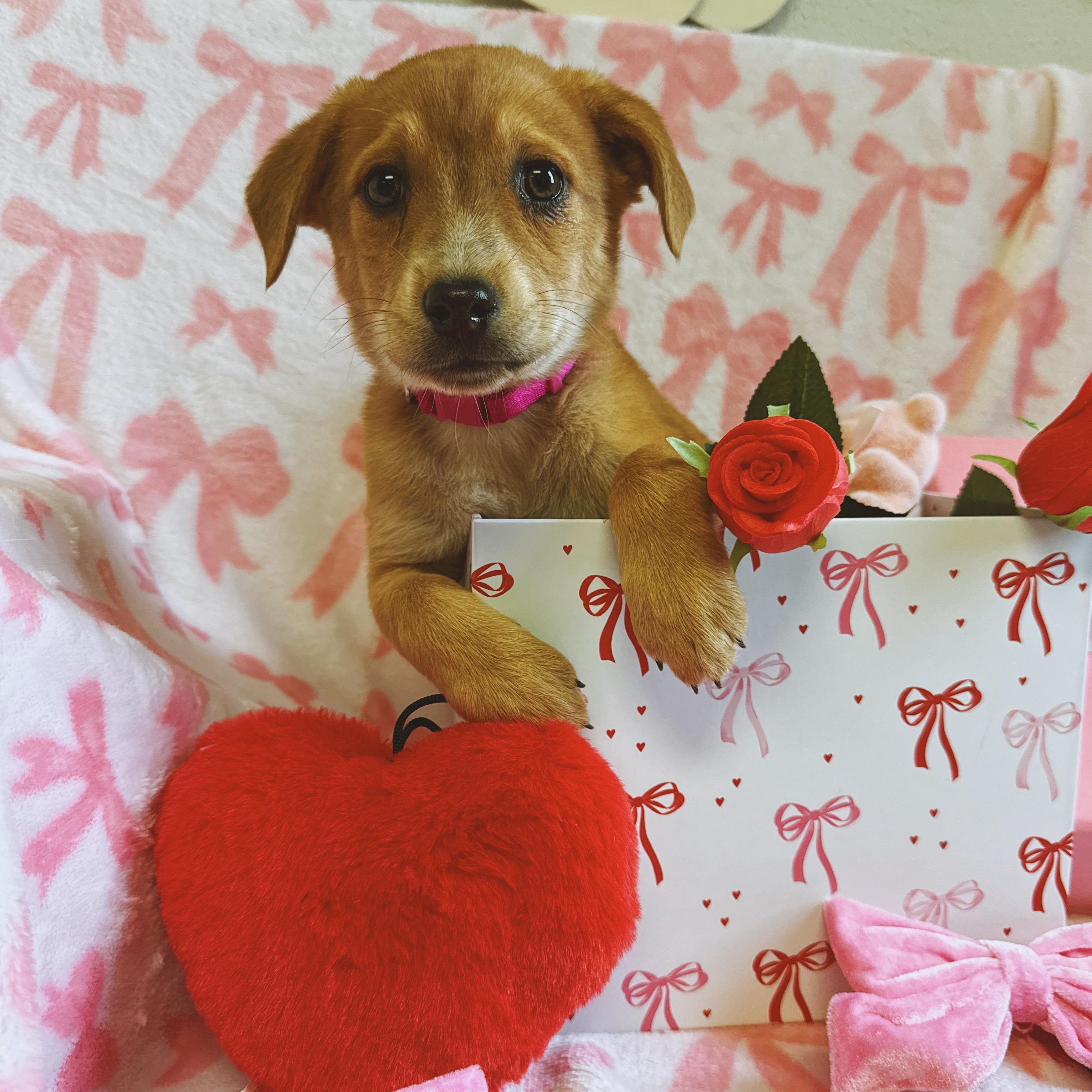 Enlarge Louisa, a ADOPTABLE mixed breed in Hays, KS image 1/6