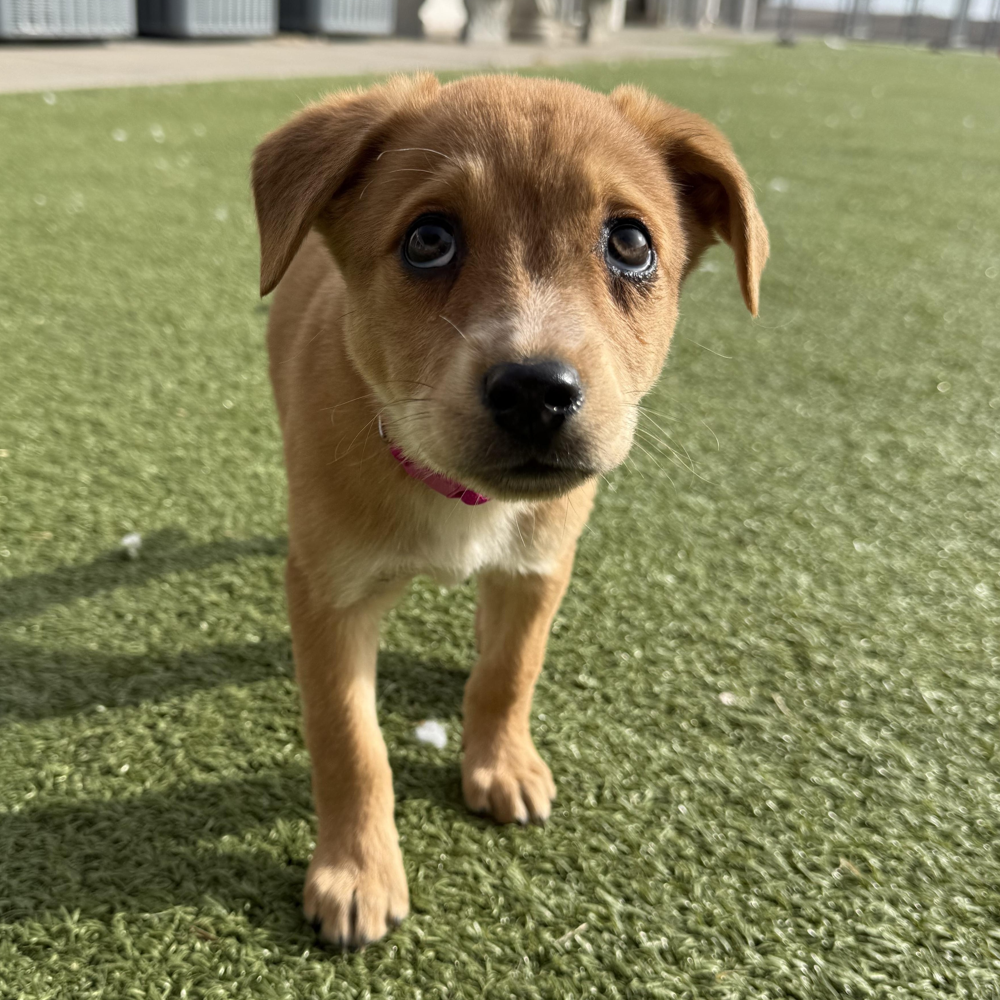Enlarge Louisa, a ADOPTABLE mixed breed in Hays, KS image 5/6