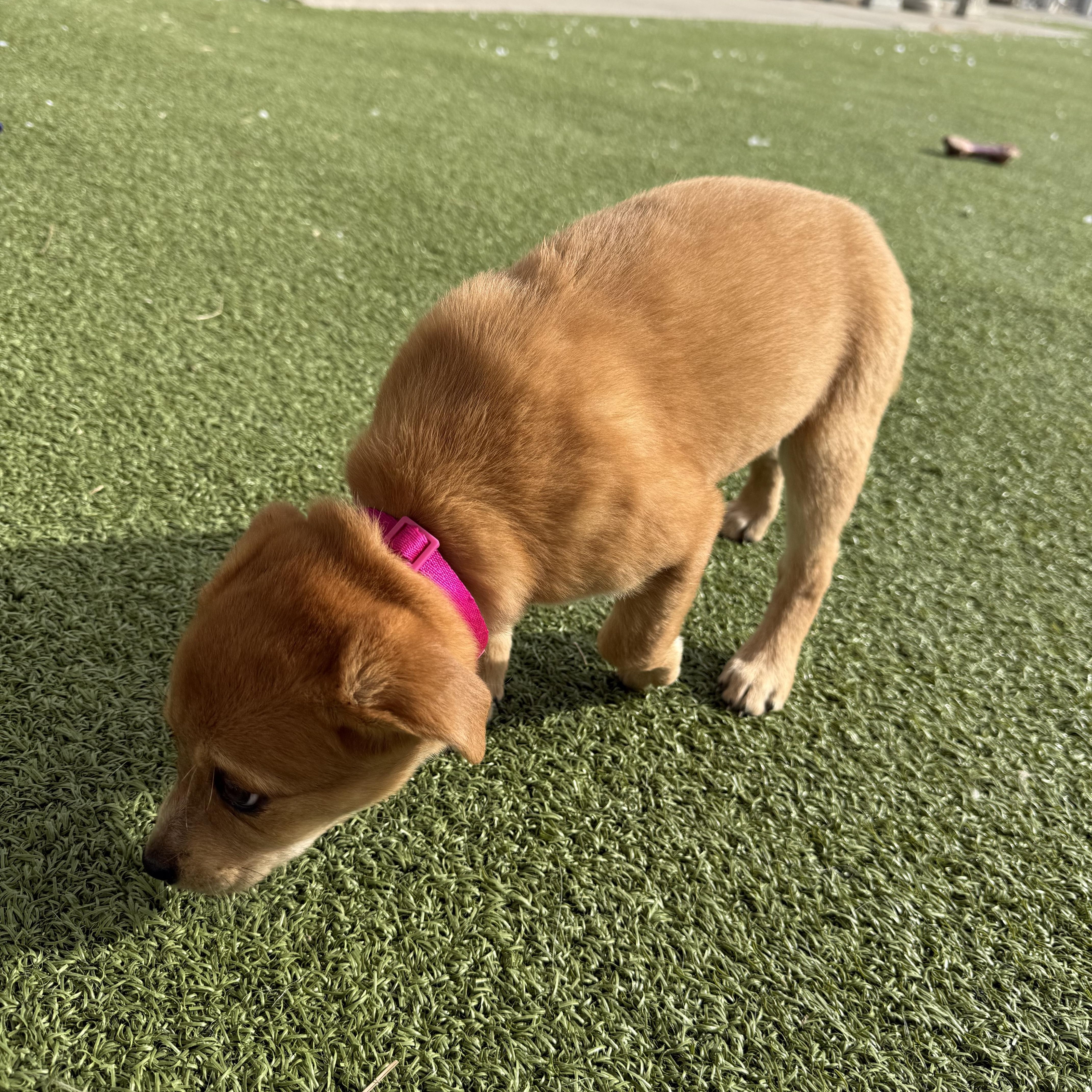 Enlarge Louisa, a ADOPTABLE mixed breed in Hays, KS image 3/6