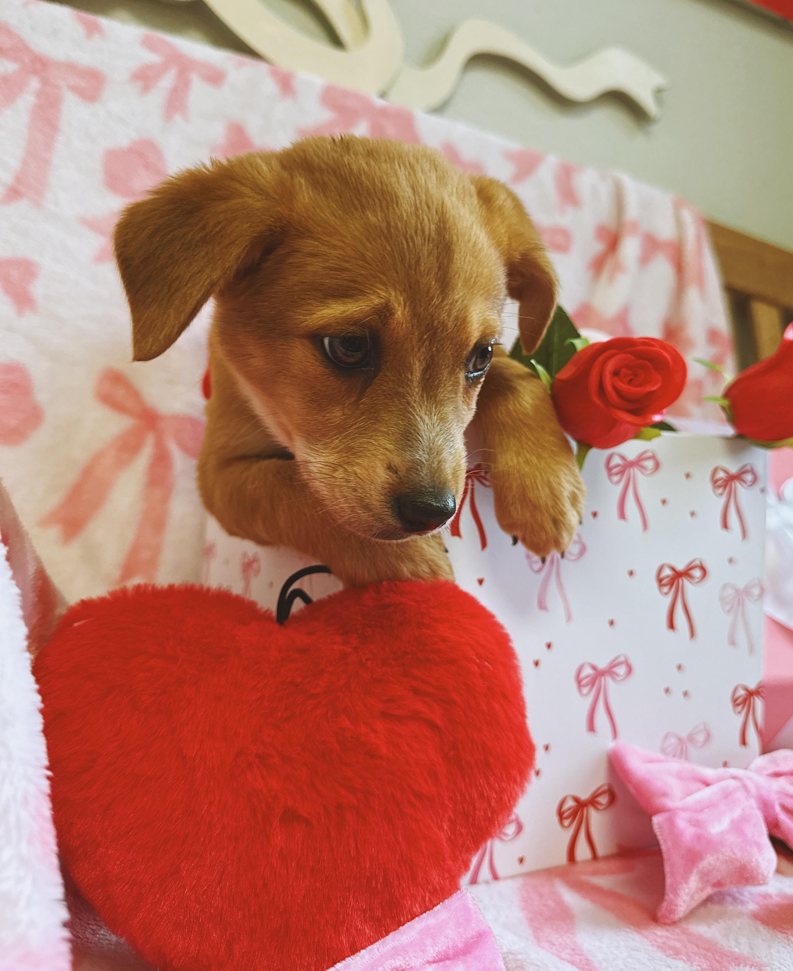 Enlarge Louisa, a ADOPTABLE mixed breed in Hays, KS image 6/6