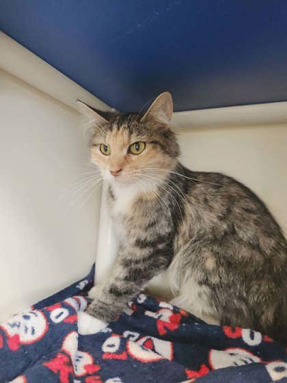 Crackle, Adoptable, Adult Female Domestic Long Hair & Domestic Short Hair.