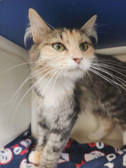 Enlarge Crackle, a Adoptable mixed breed in Scottsbluff, NE image 2/3