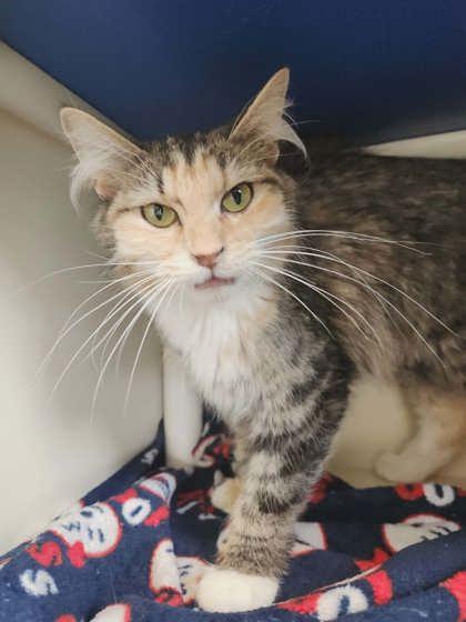 Enlarge Crackle, a Adoptable mixed breed in Scottsbluff, NE image 3/3