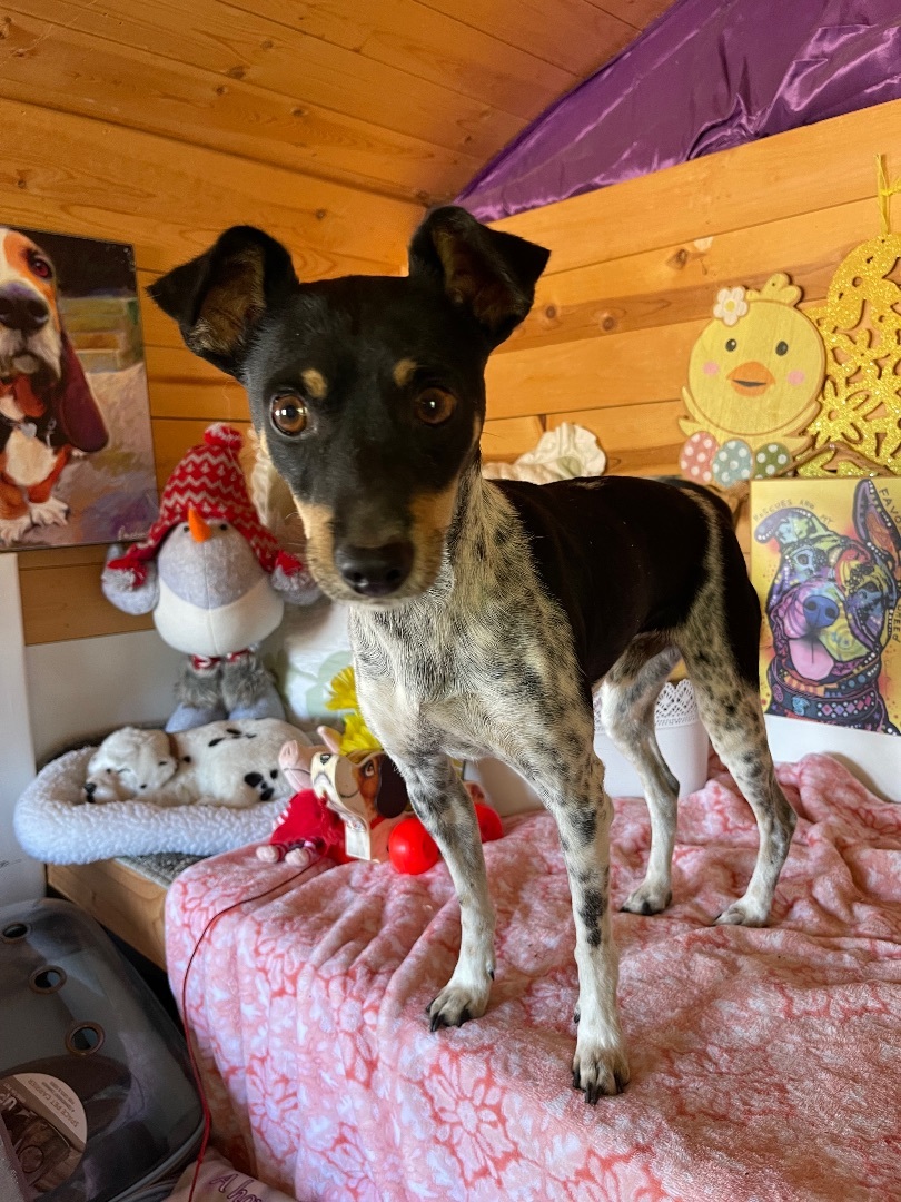 Hopper, a Adoptable Rat Terrier in Vacaville, CA image 1/6