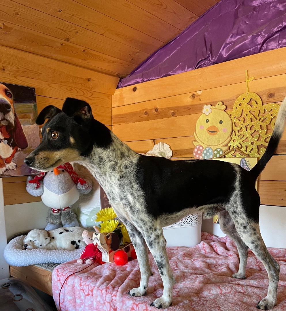 Hopper, a Adoptable Rat Terrier in Vacaville, CA image 2/6