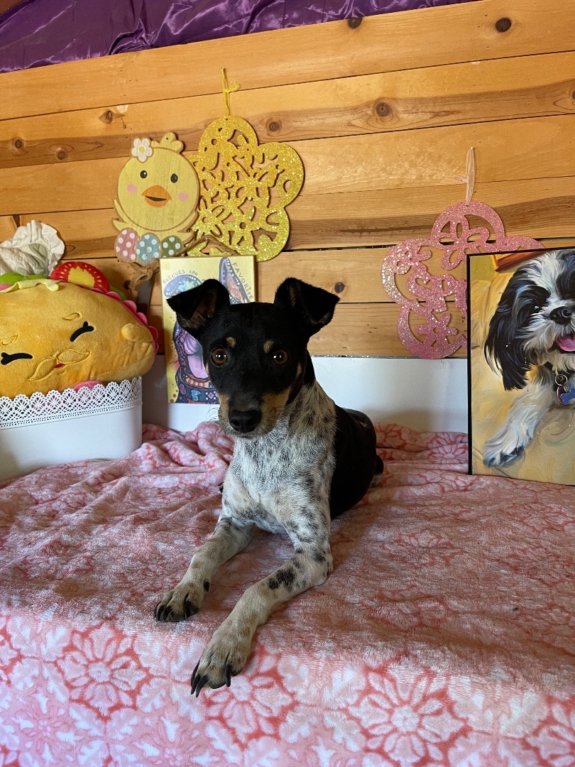 Hopper, a Adoptable Rat Terrier in Vacaville, CA image 3/6