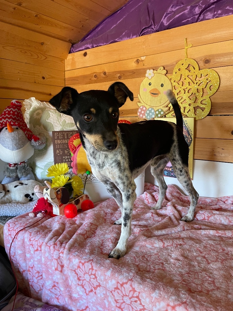 Hopper, a Adoptable Rat Terrier in Vacaville, CA image 4/6