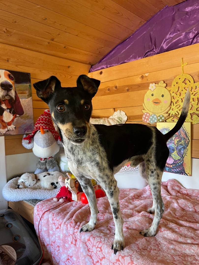 Hopper, a Adoptable Rat Terrier in Vacaville, CA image 5/6