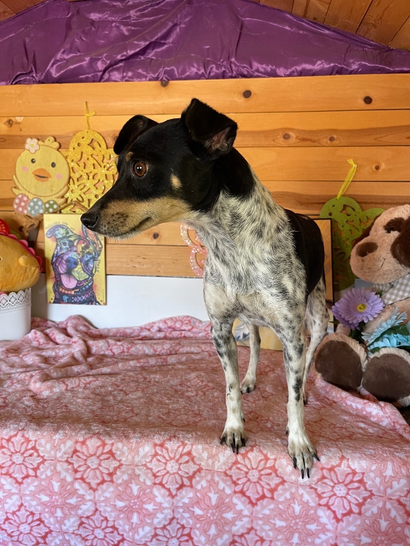 Hopper, a Adoptable Rat Terrier in Vacaville, CA image 6/6