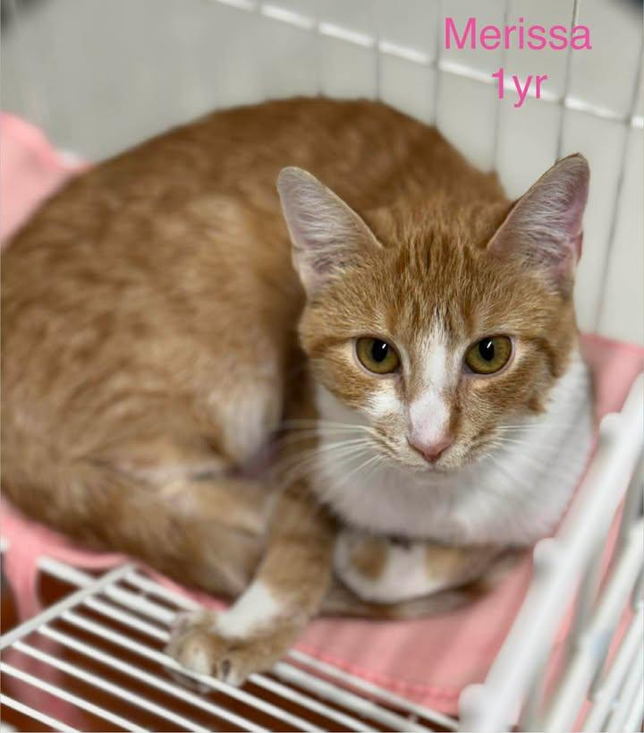 Enlarge Merissa, a Adoptable Tabby in Martinsburg, WV image 1/1