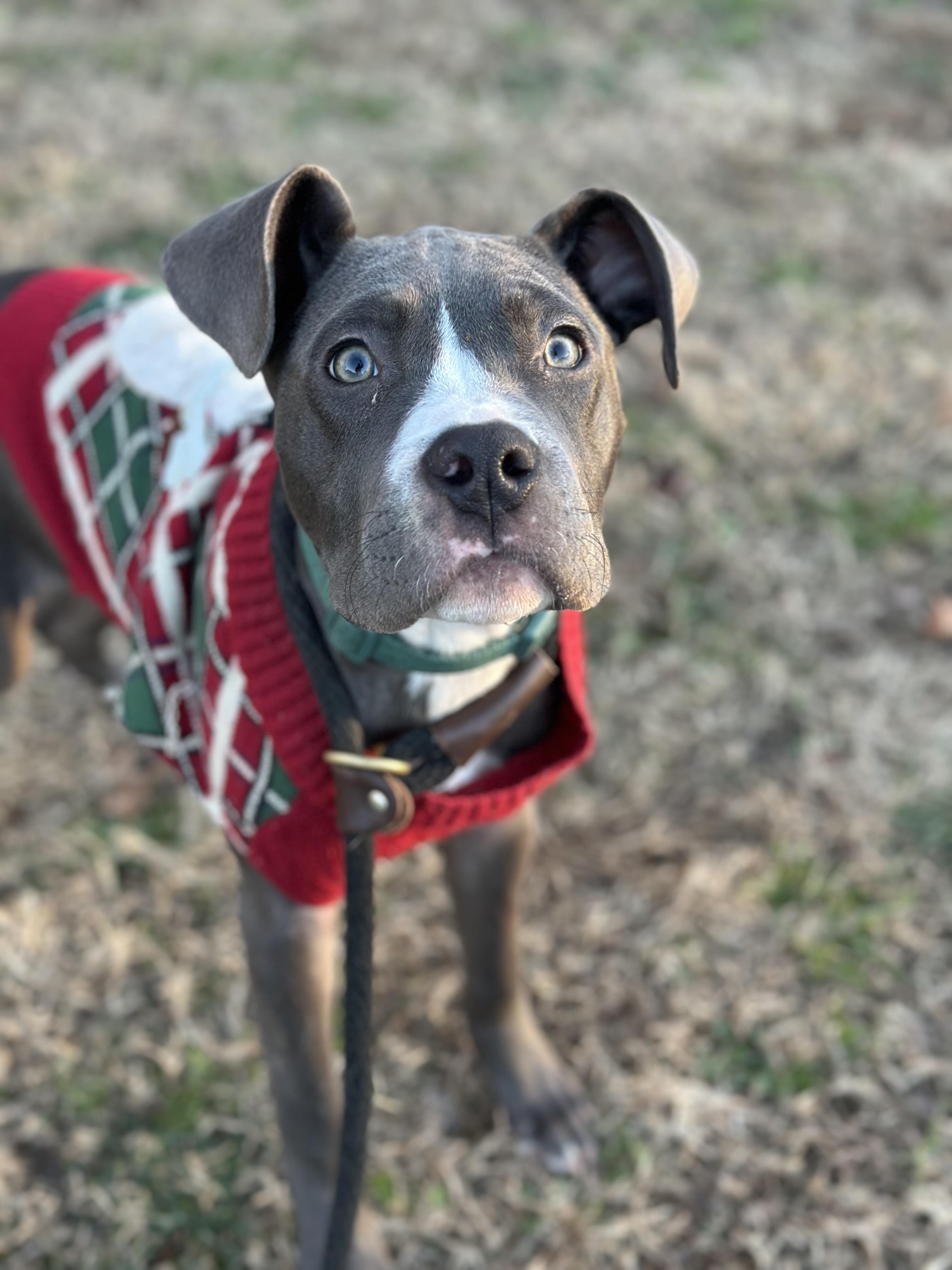 Paris, ADOPTABLE, Puppy Female Pit Bull Terrier.