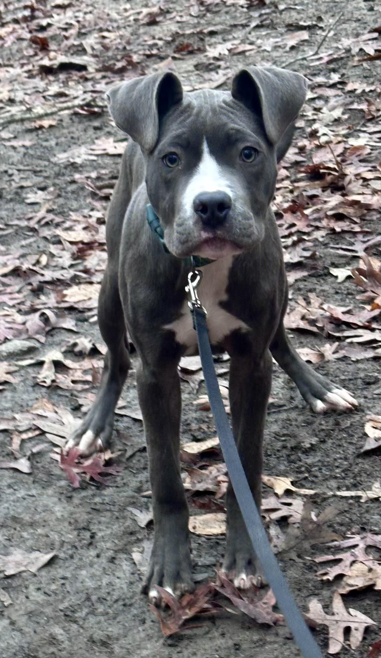 Enlarge Paris, a ADOPTABLE Pit Bull Terrier in Gloucester, VA image 3/3