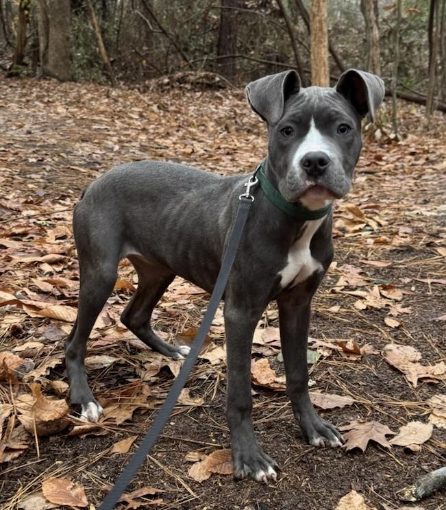 Enlarge Paris, a ADOPTABLE Pit Bull Terrier in Gloucester, VA image 2/3