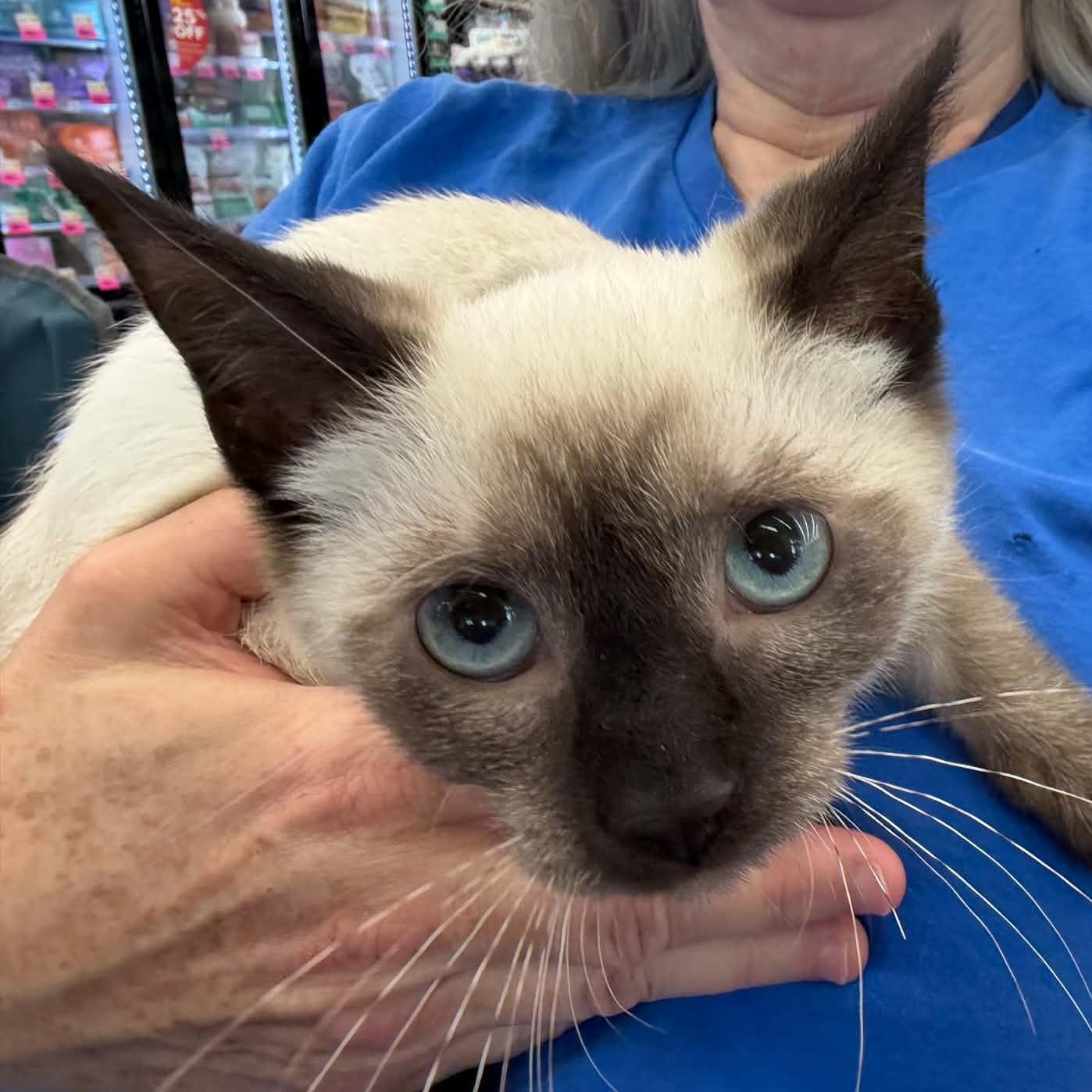 Enlarge Dosh, an adopted Siamese in Fairborn, OH image 1/3