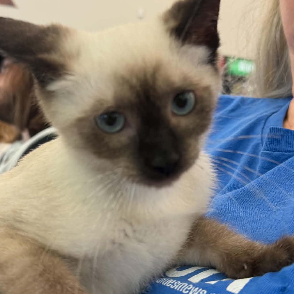 Enlarge Dosh, an adopted Siamese in Fairborn, OH image 3/3