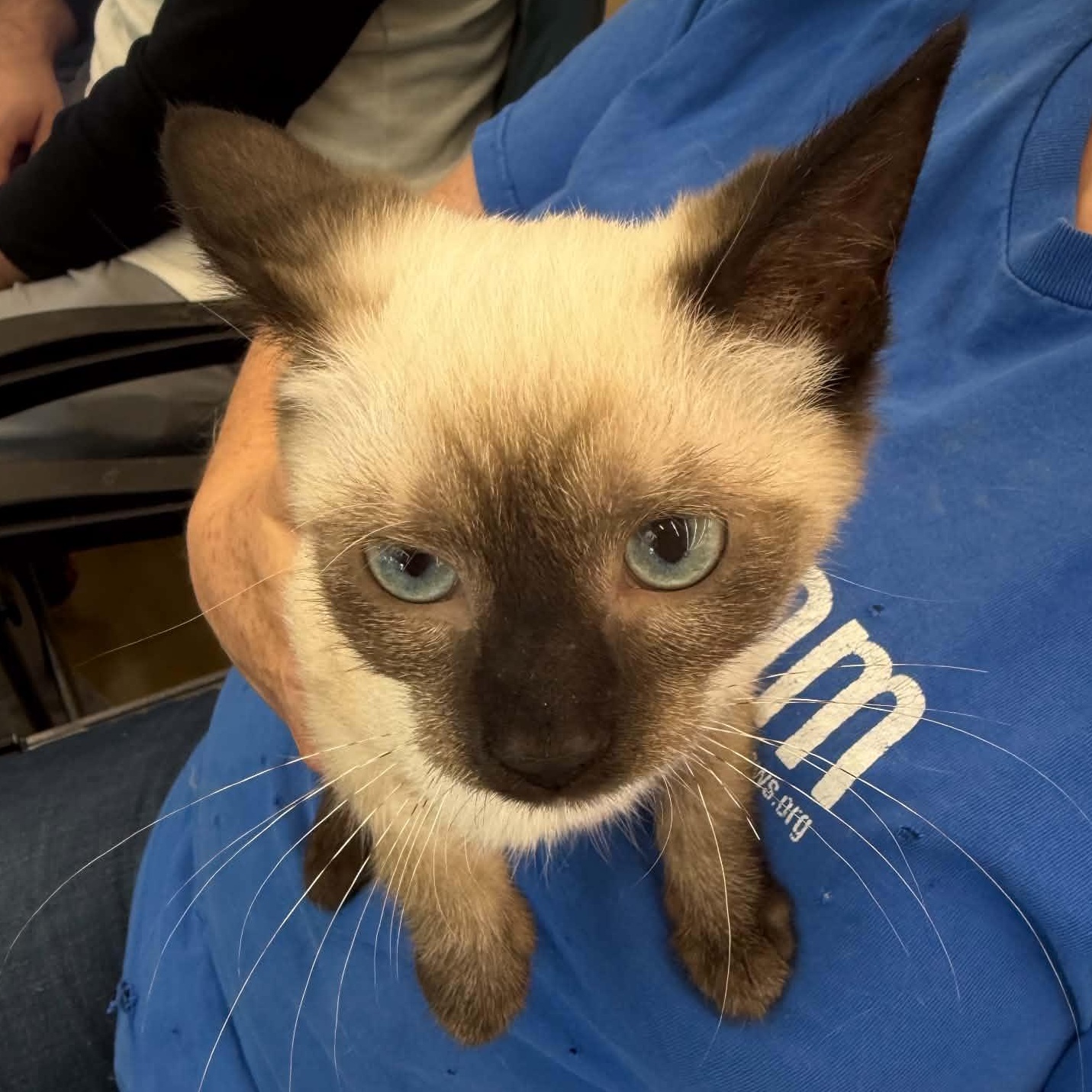 Enlarge Dosh, an adopted Siamese in Fairborn, OH image 2/3