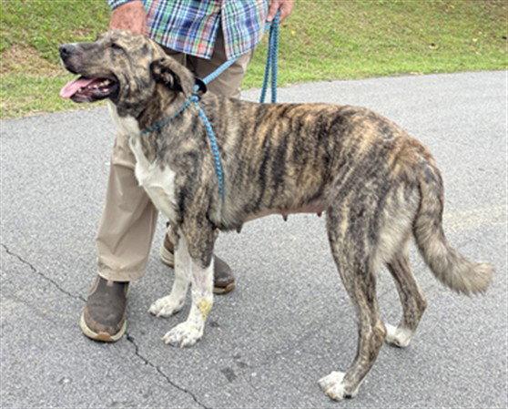 MEREDITH, Adoptable, Adult Female Anatolian Shepherd.