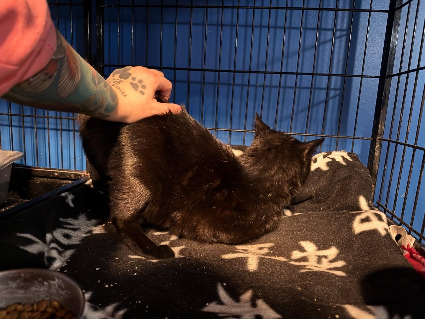 Enlarge Wednesday, a ADOPTABLE Domestic Short Hair in Rochester, NY image 3/3