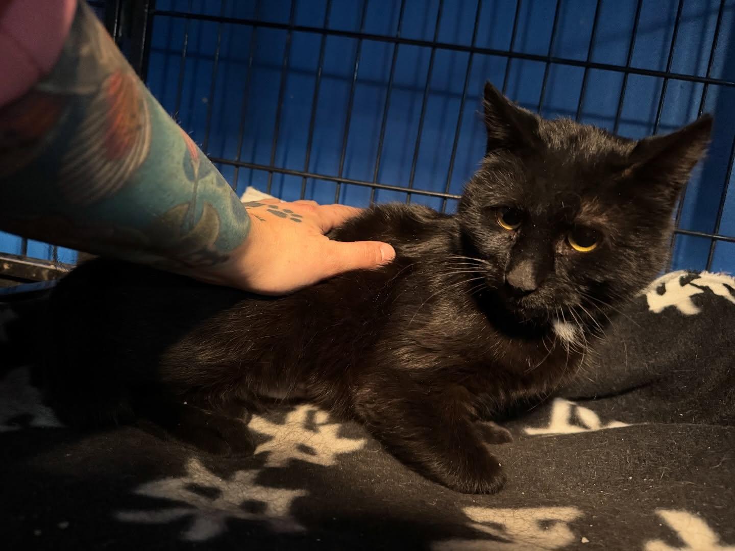 Enlarge Wednesday, a ADOPTABLE Domestic Short Hair in Rochester, NY image 2/3