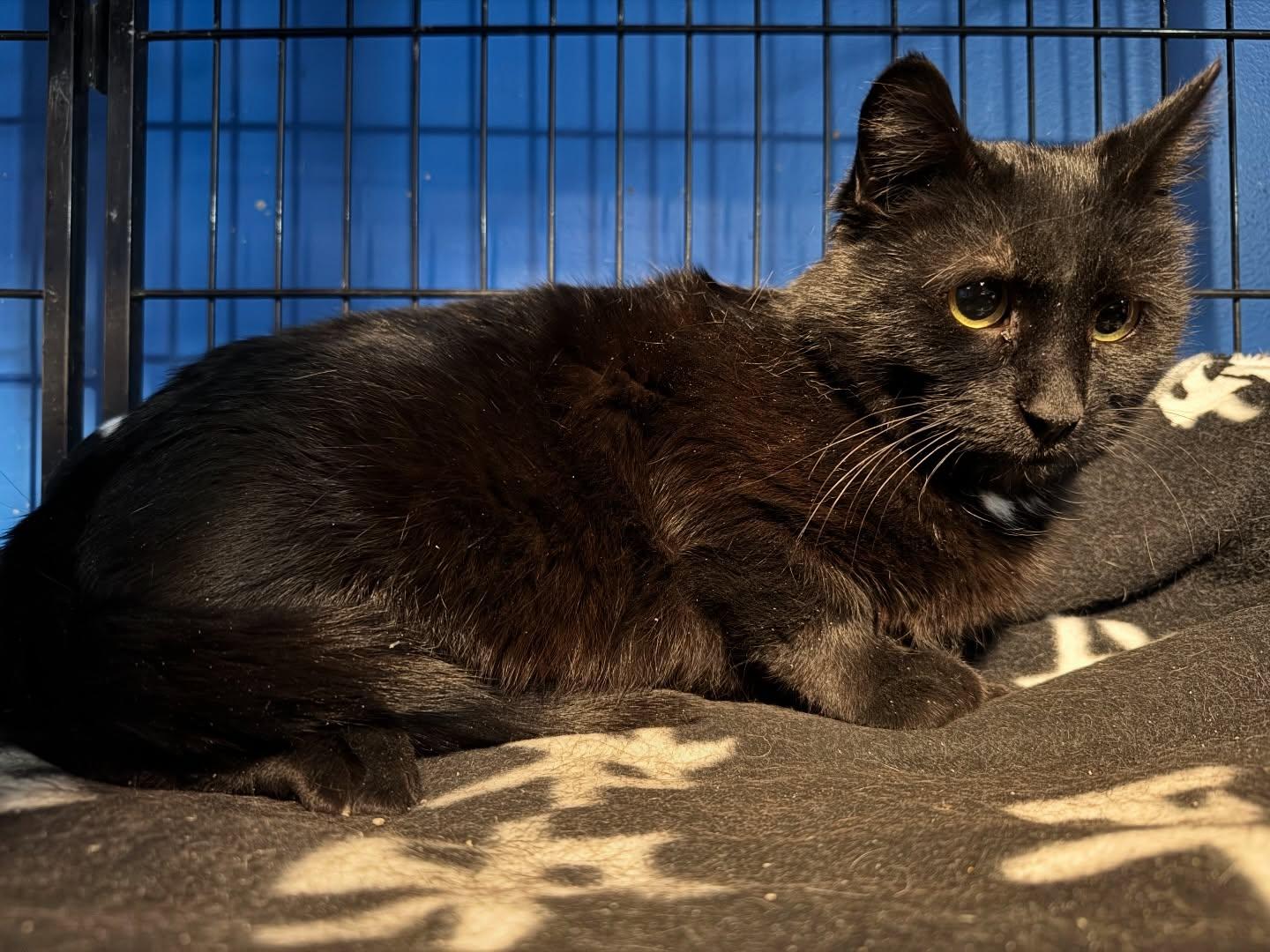 Wednesday, ADOPTABLE, Adult Female Domestic Short Hair.