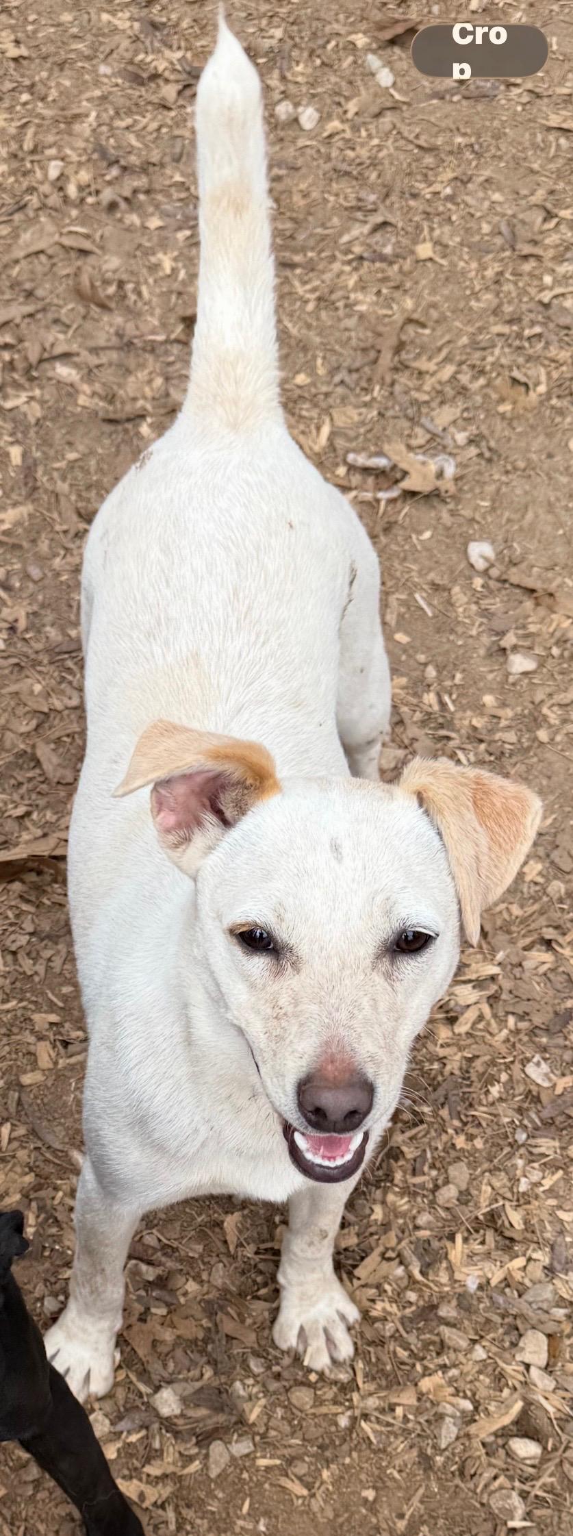 Enlarge Allie Bean, a ADOPTABLE mixed breed in Paris, TX image 2/2