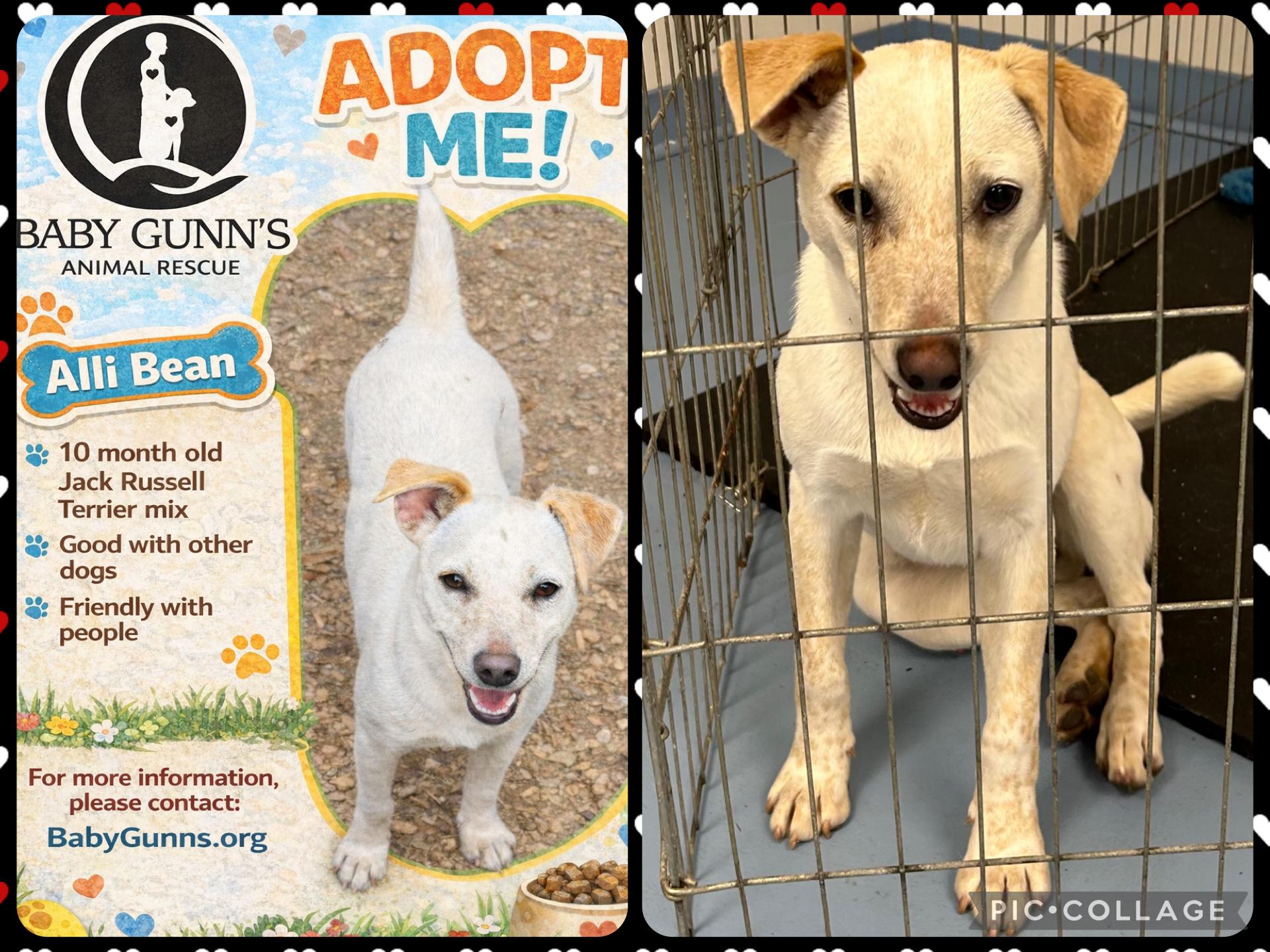 Allie Bean, ADOPTABLE, Young Female Terrier & Jack Russell Terrier.