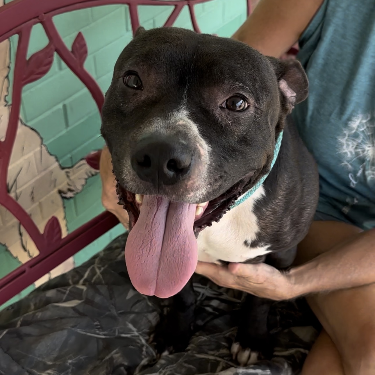 Rocky, an adoptable Pit Bull Terrier in Trenton, MO, 64683 | Photo Image 3