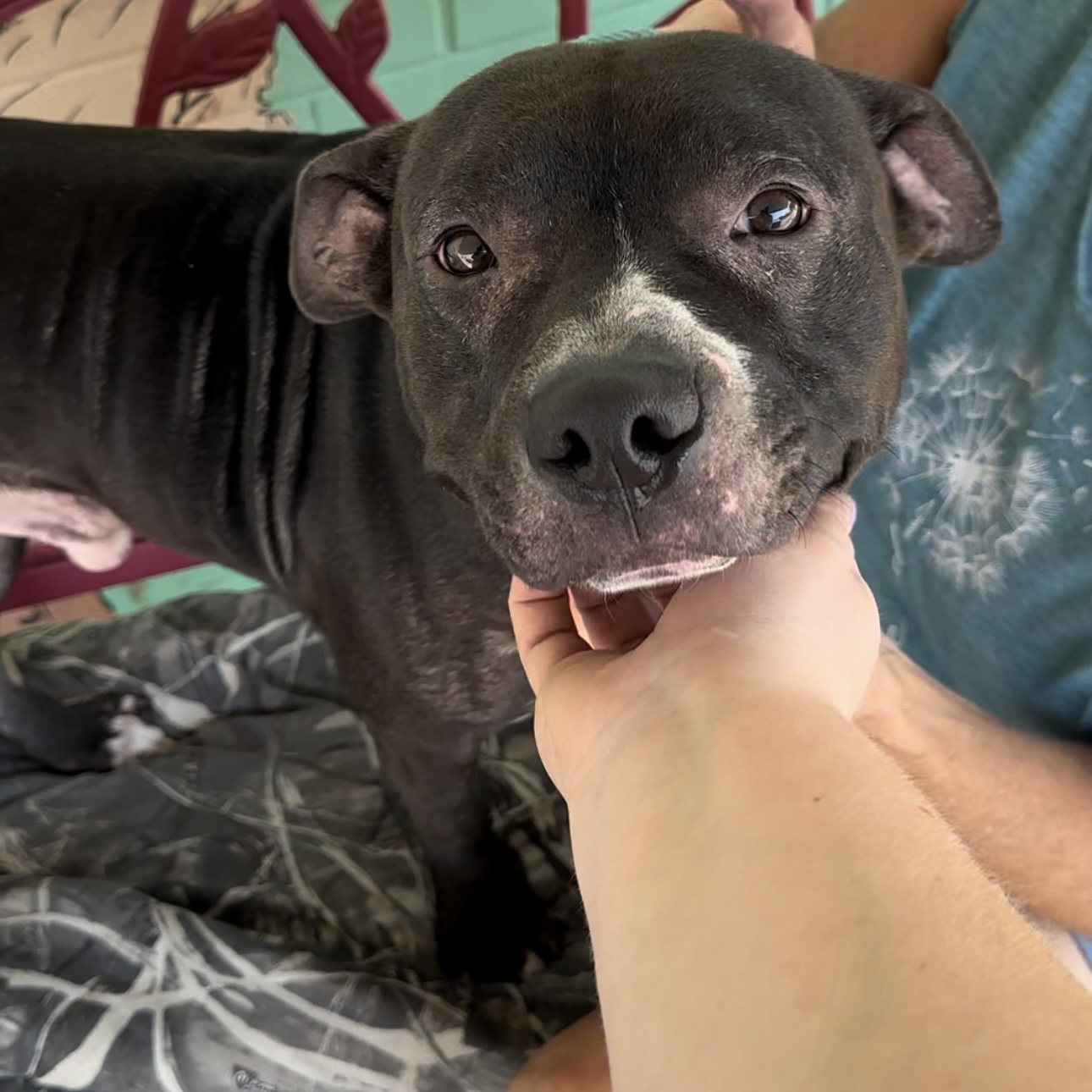 Rocky, Adult Male Pit Bull Terrier