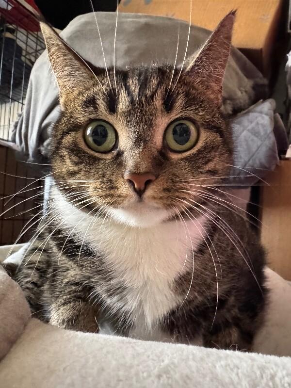 Enlarge Pogo, a Adoptable Tabby in Colmar, PA image 1/5