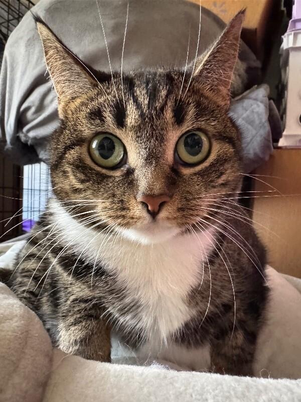 Enlarge Pogo, a Adoptable Tabby in Colmar, PA image 2/5