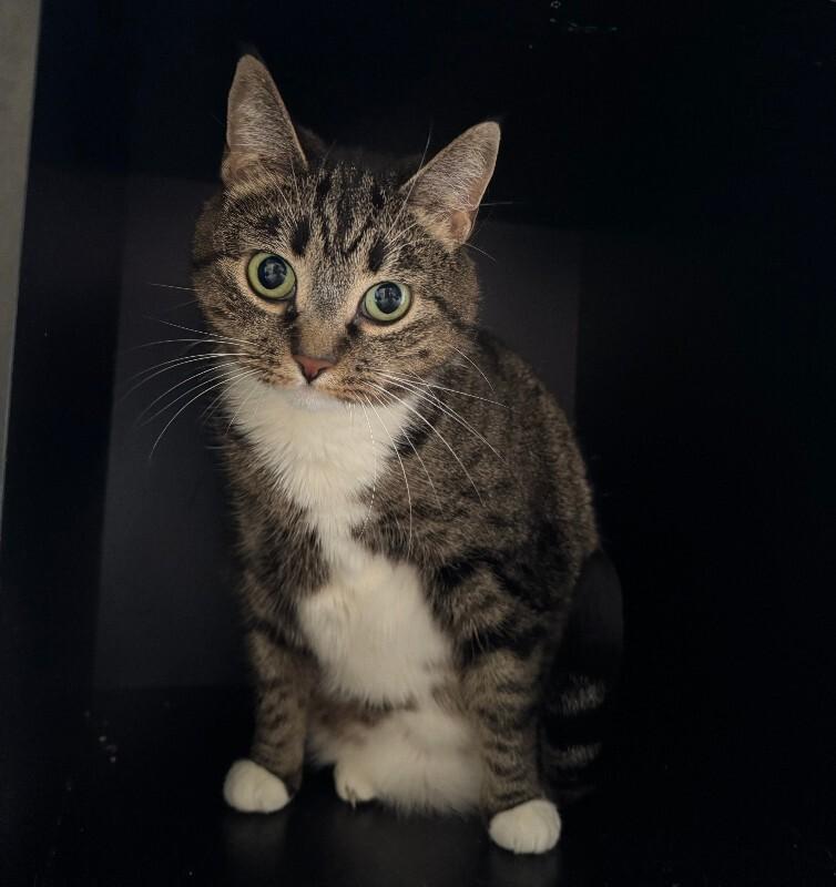 Enlarge Pogo, a Adoptable Tabby in Colmar, PA image 3/5