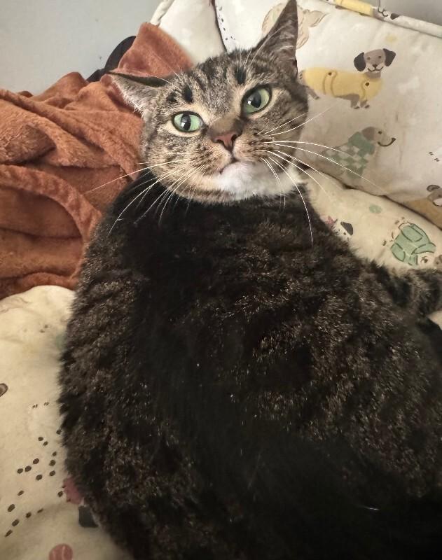 Enlarge Pogo, a Adoptable Tabby in Colmar, PA image 4/5