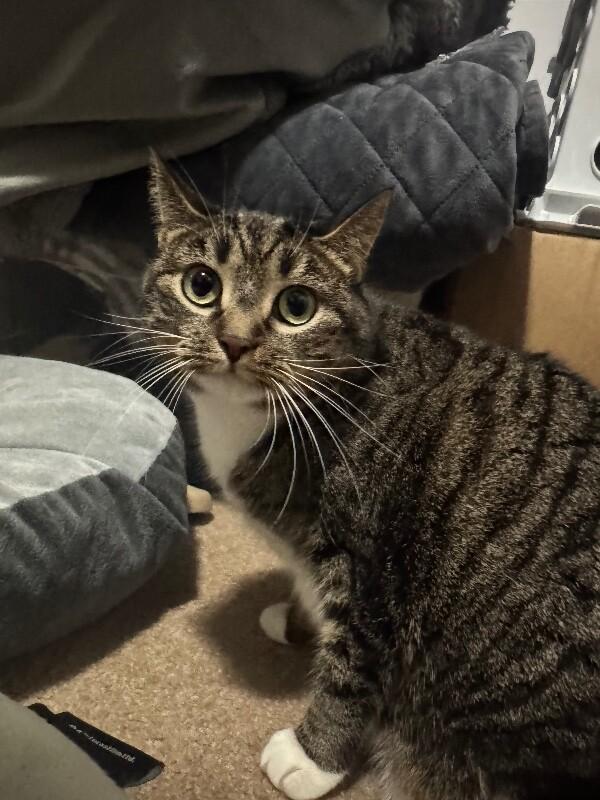 Enlarge Pogo, a Adoptable Tabby in Colmar, PA image 5/5