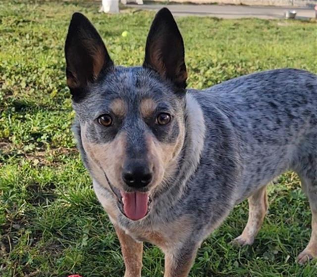 Enlarge HARMONY, a Adoptable Australian Cattle Dog / Blue Heeler in Fairfield, CA image 1/1