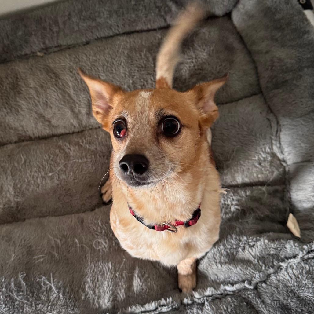 Enlarge Floyd, a Adoptable Chihuahua in Pineville, MO image 1/4