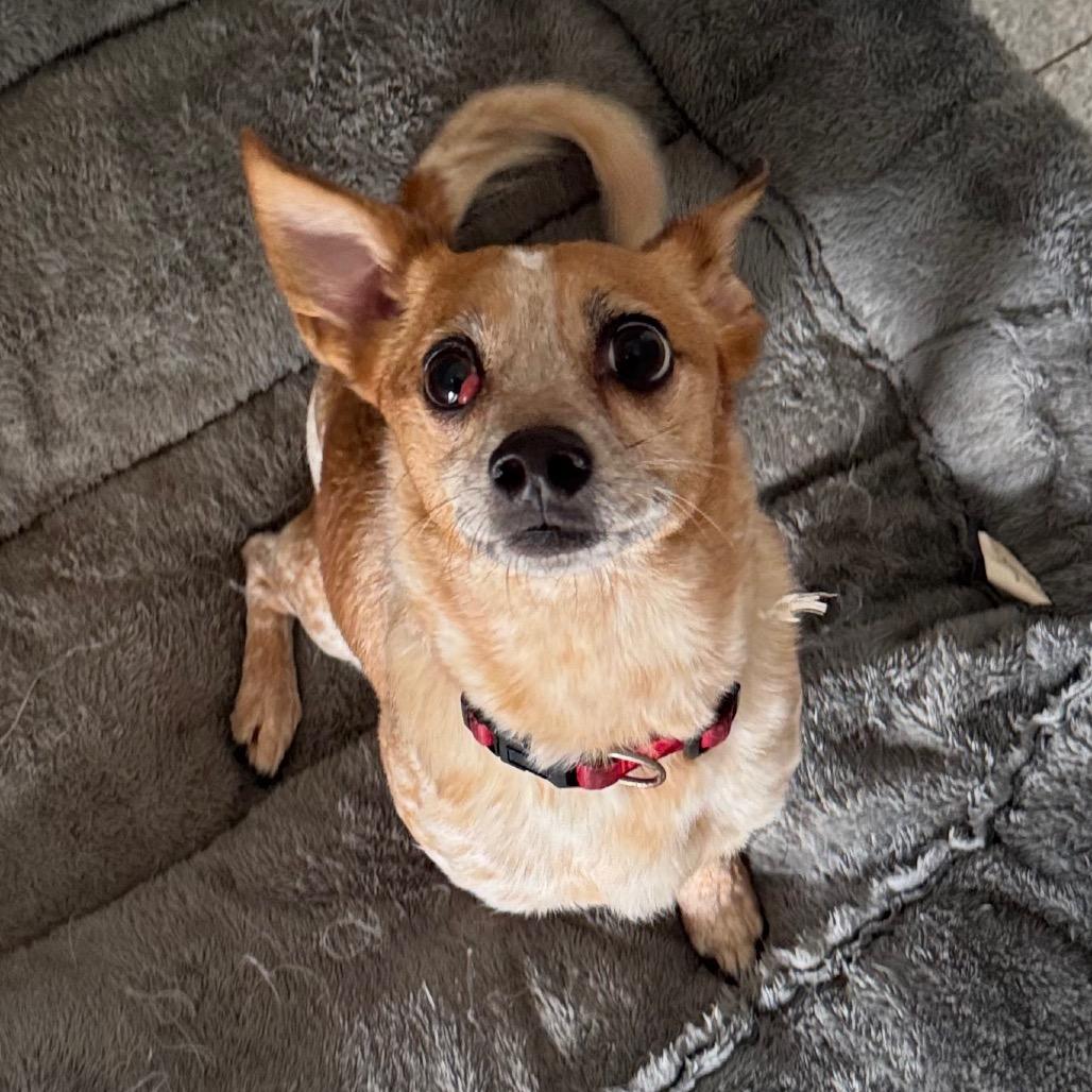 Enlarge Floyd, a Adoptable Chihuahua in Pineville, MO image 2/4