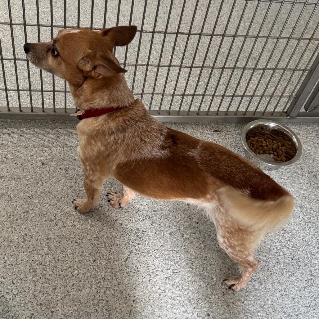 Enlarge Floyd, a Adoptable Chihuahua in Pineville, MO image 3/4