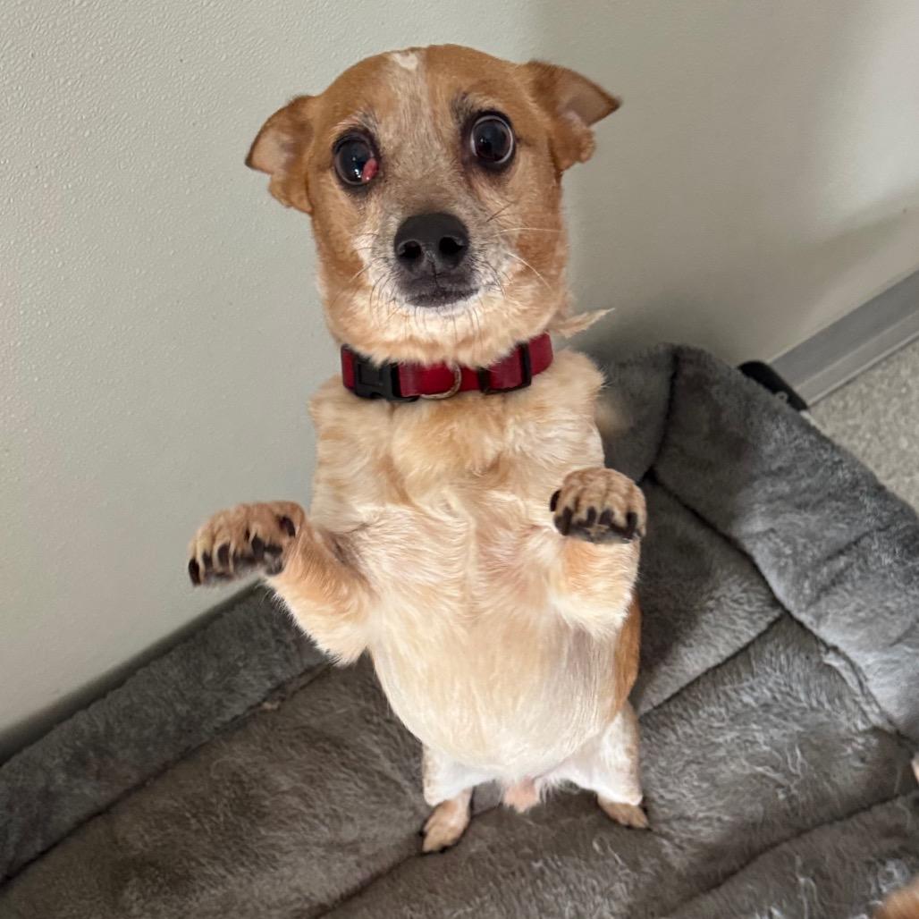 Enlarge Floyd, a Adoptable Chihuahua in Pineville, MO image 4/4