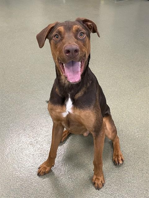 RUSTY, Adoptable, Young Male Doberman Pinscher & Mixed Breed.