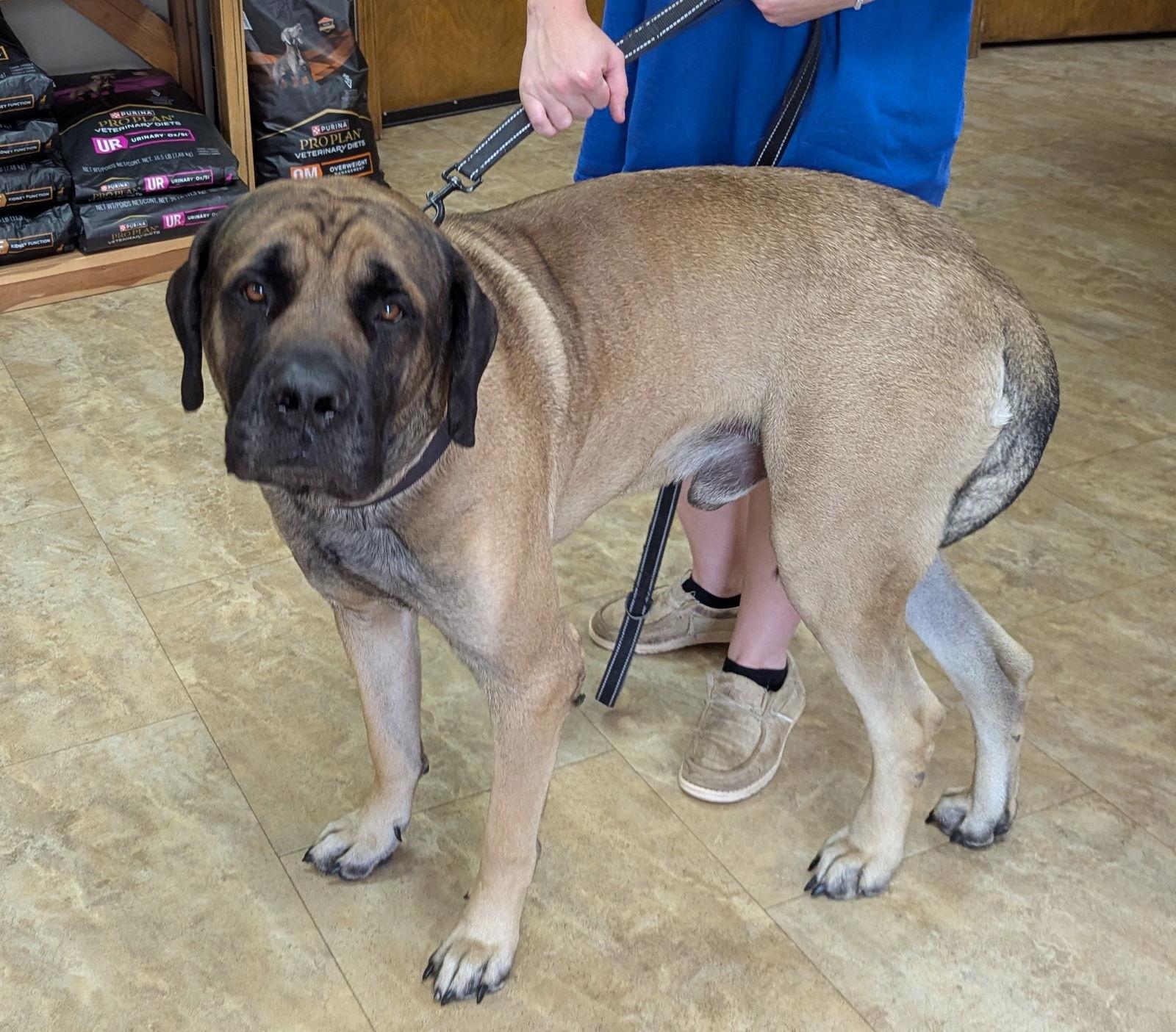 Enlarge Astro, a Adopted Mastiff in Edmond, OK image 1/2