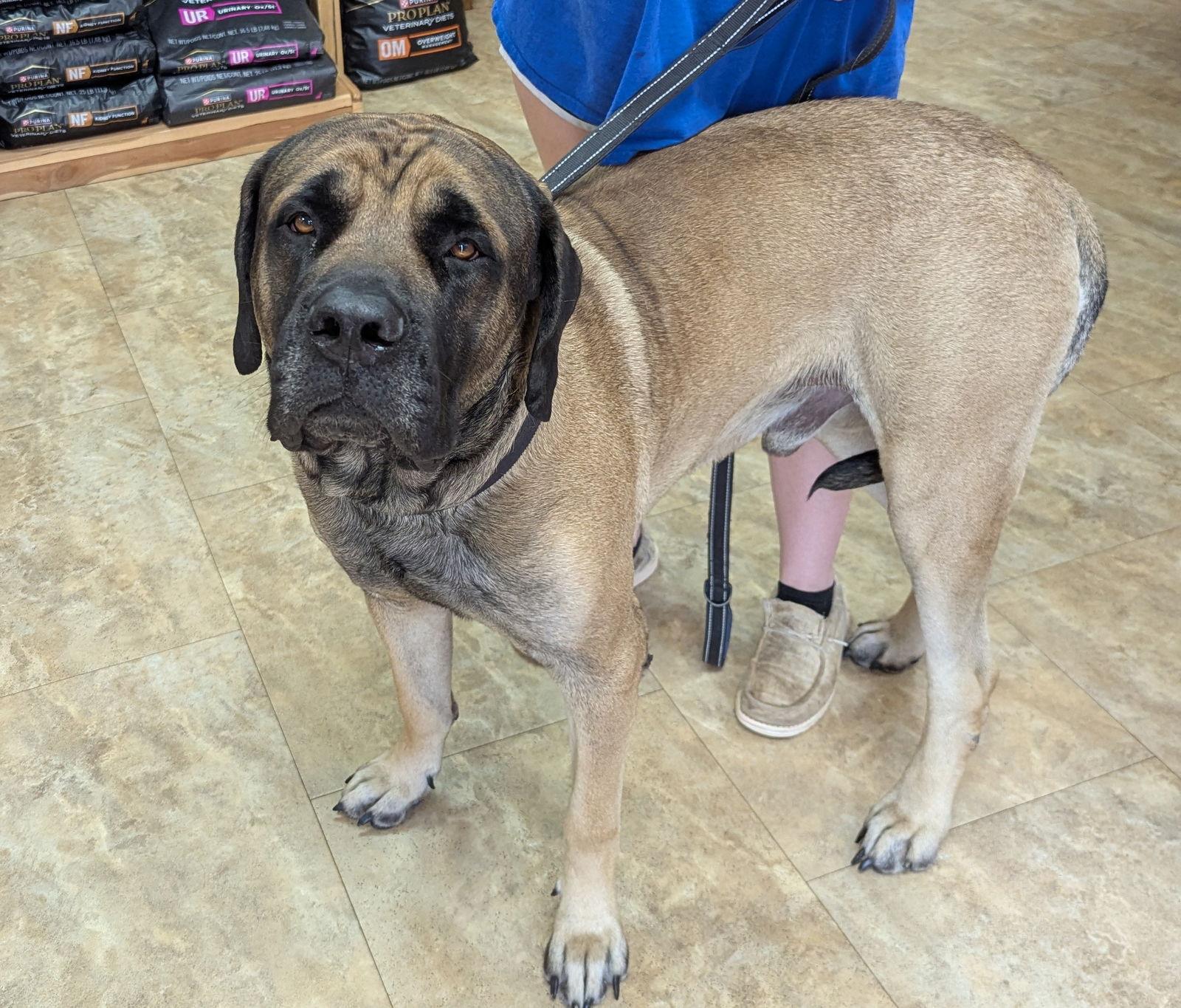 Enlarge Astro, a Adopted Mastiff in Edmond, OK image 2/2