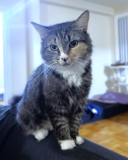 Masala, Adoptable, Adult Female Domestic Medium Hair & Domestic Short Hair.
